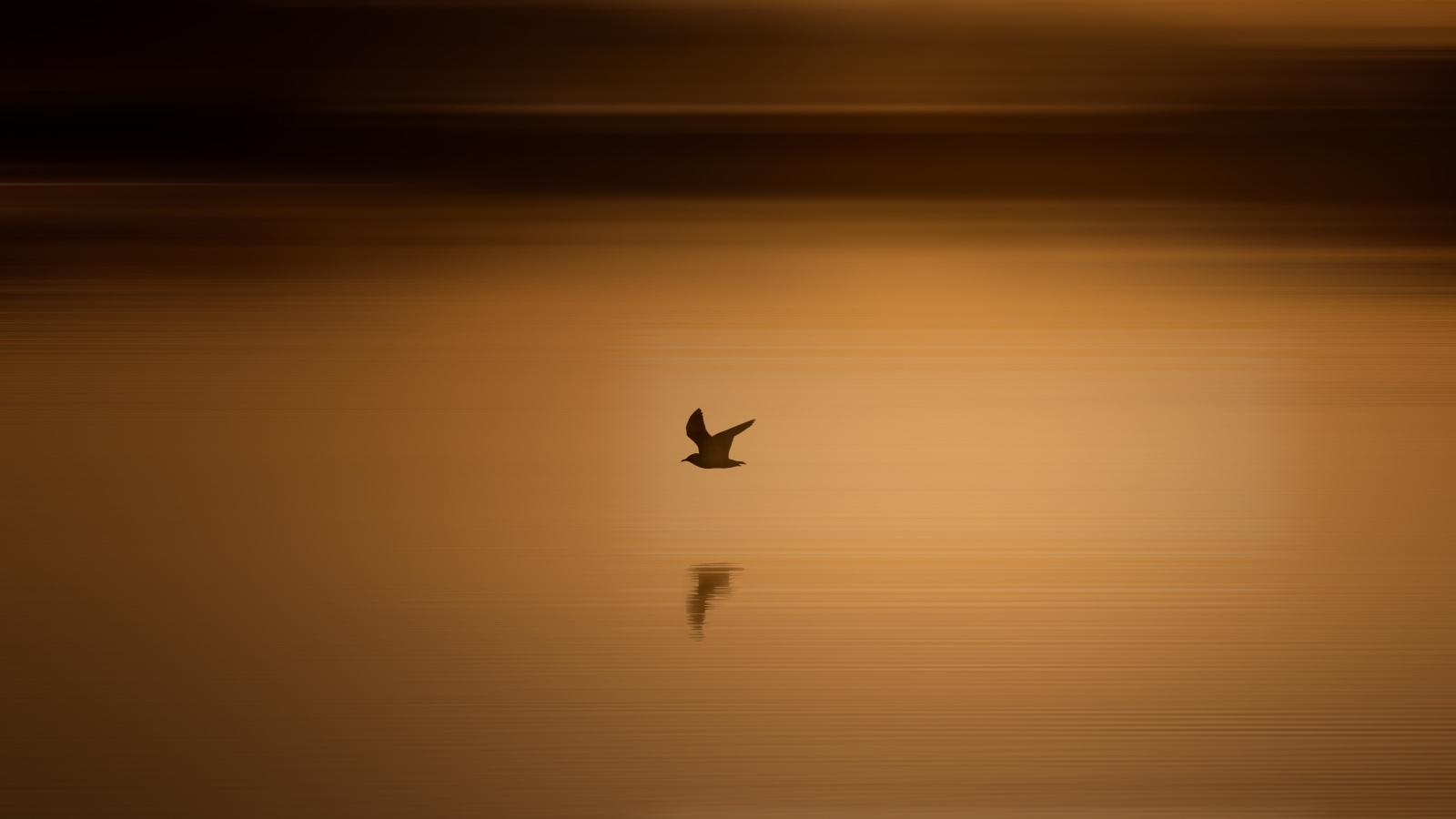 Чайка летит над водой на закате солнца