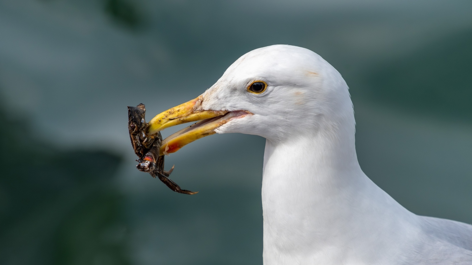 Чайка держит маленького краба в клюве