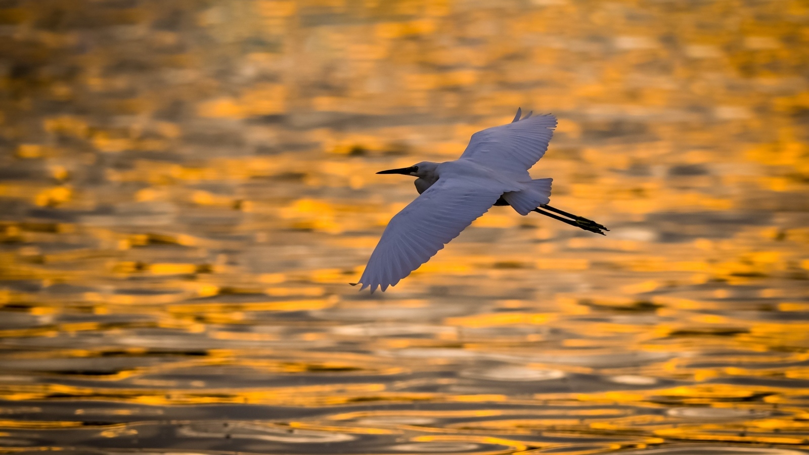 Белая цапля летит над водой на закате