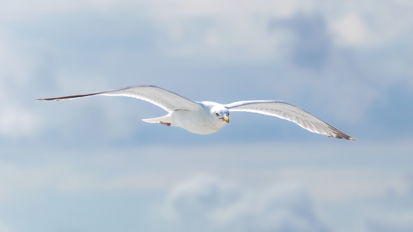 Белая чайка летит в облаках