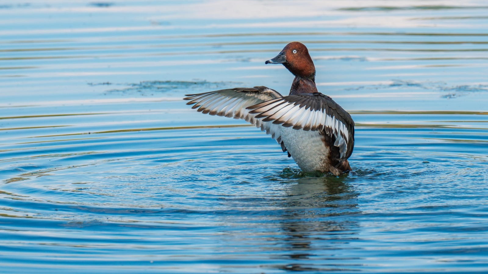 Дикая утка готовится к взлеты на озере
