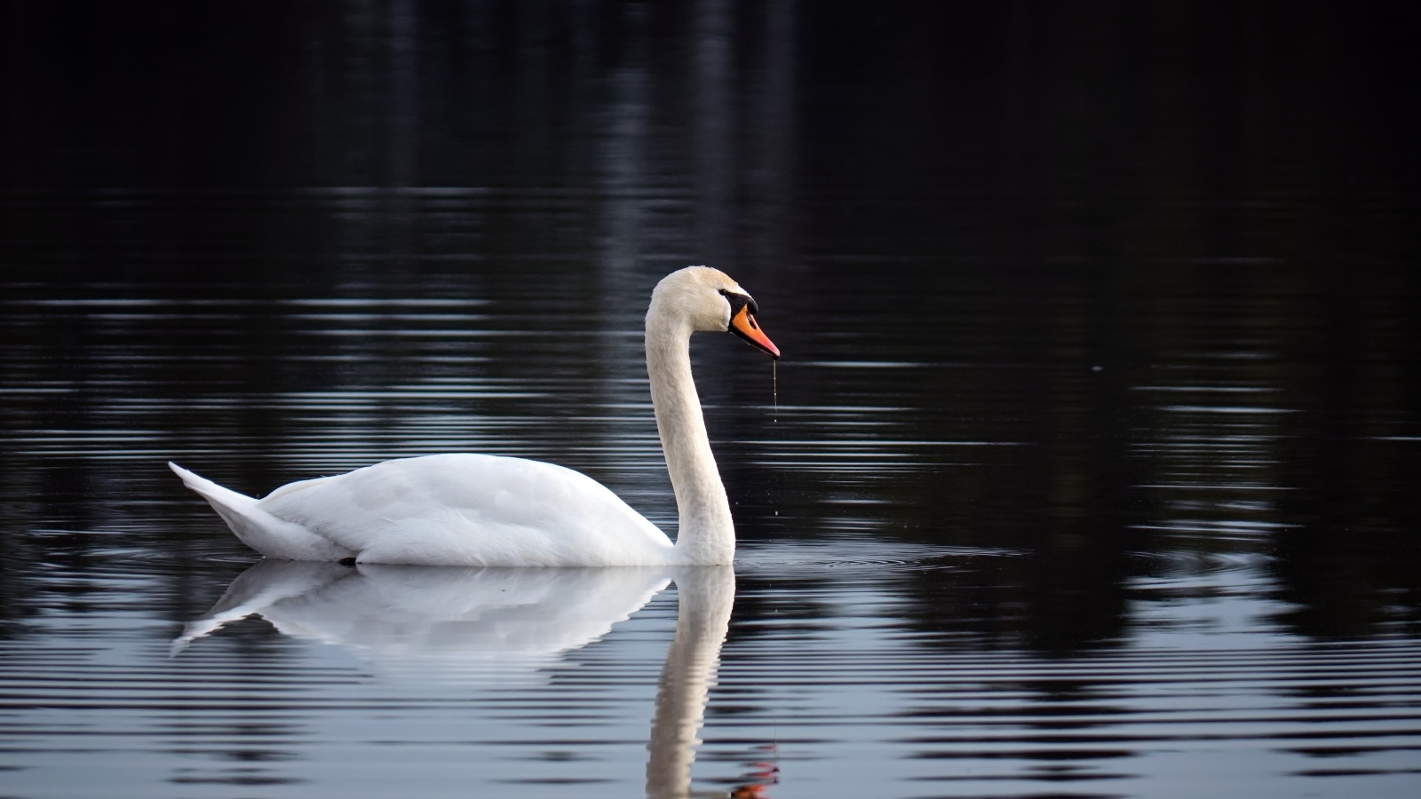 Красивый белый лебедь отражается в воде
