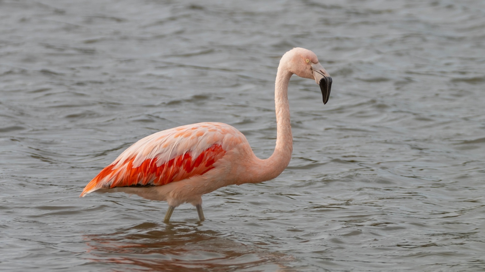 Большой розовый фламинго в воде