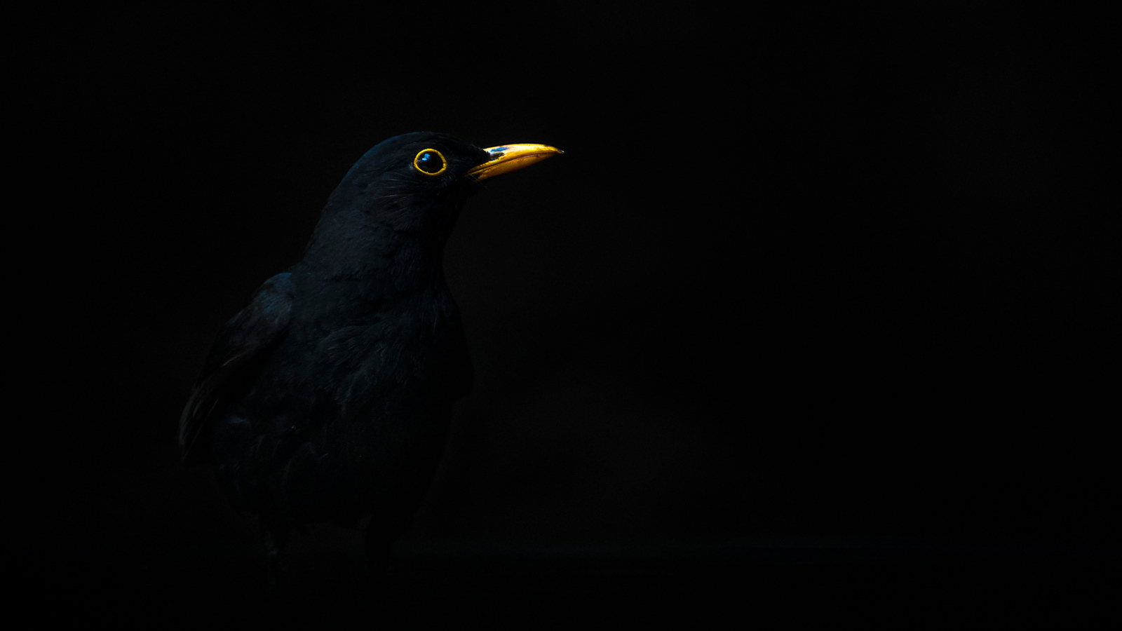 Птица с желтым клювом на черном фоне