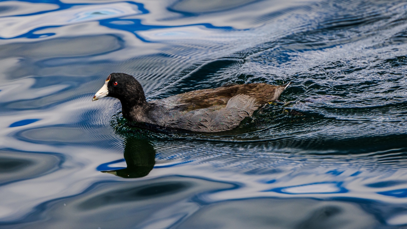 Черная кряква плывет по озеру