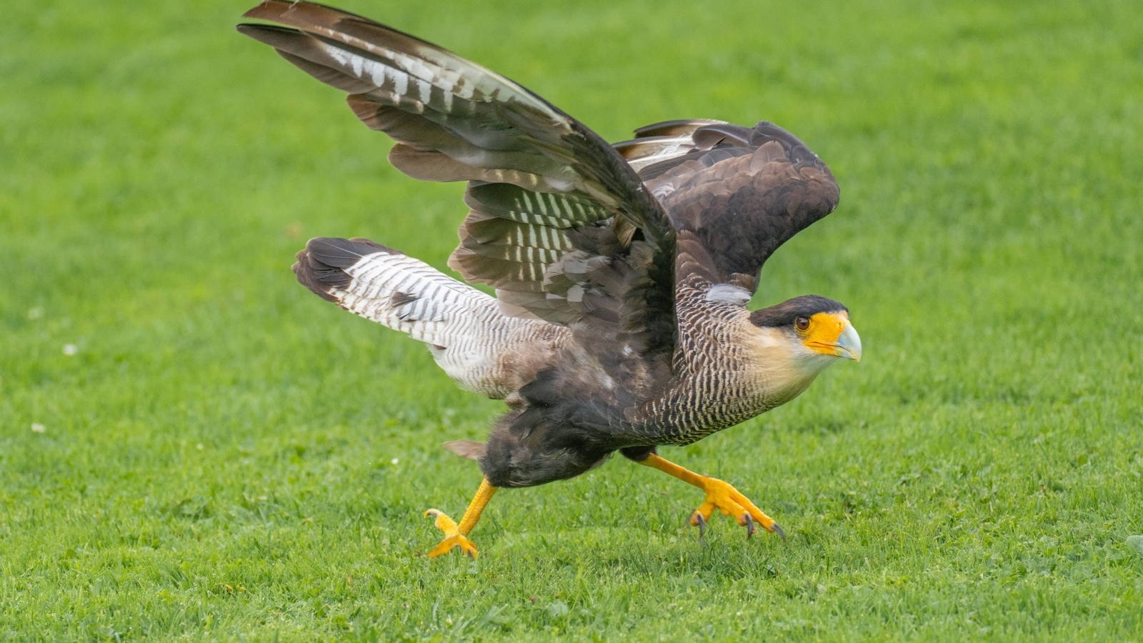 Птица каракара готовится к взлету