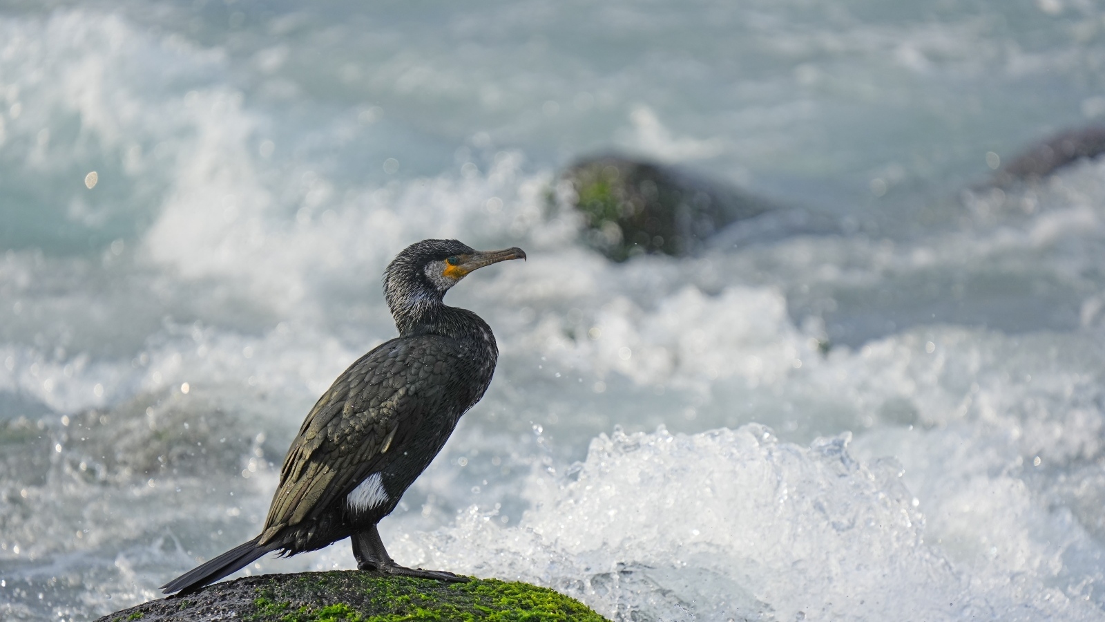 Баклан сидит на камне у бушующего моря
