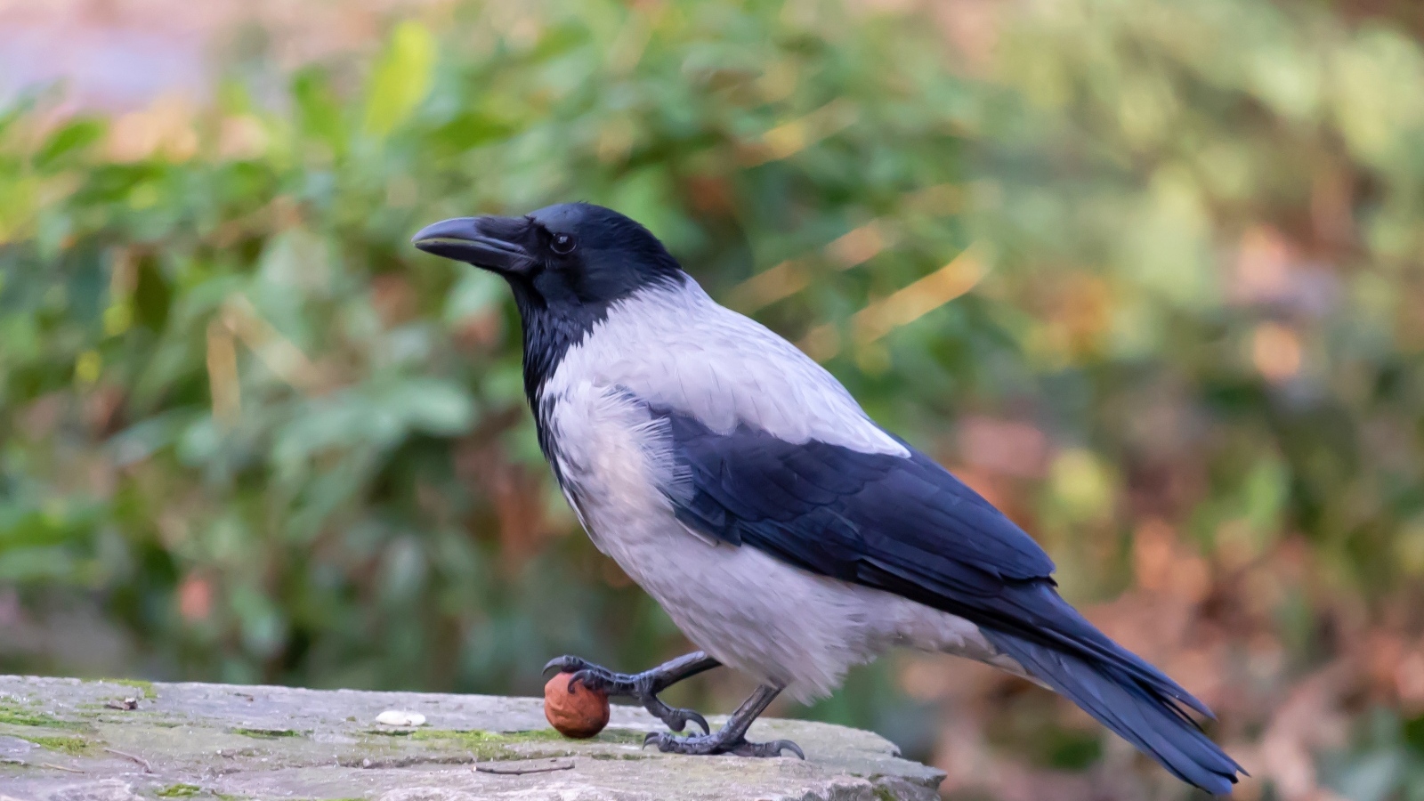 Ворона с орехом на камне