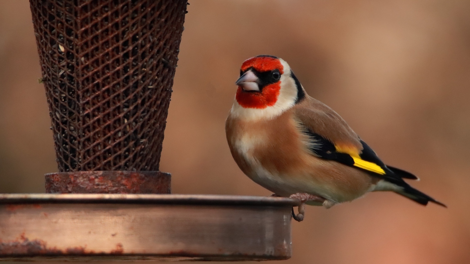Птица щегол у кормушки