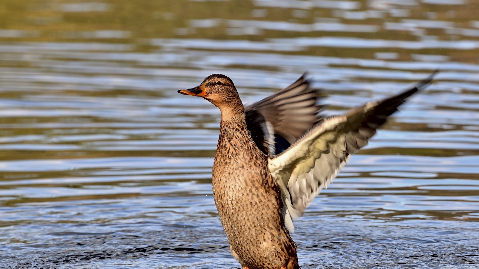Серая утка расправила крылья в воде
