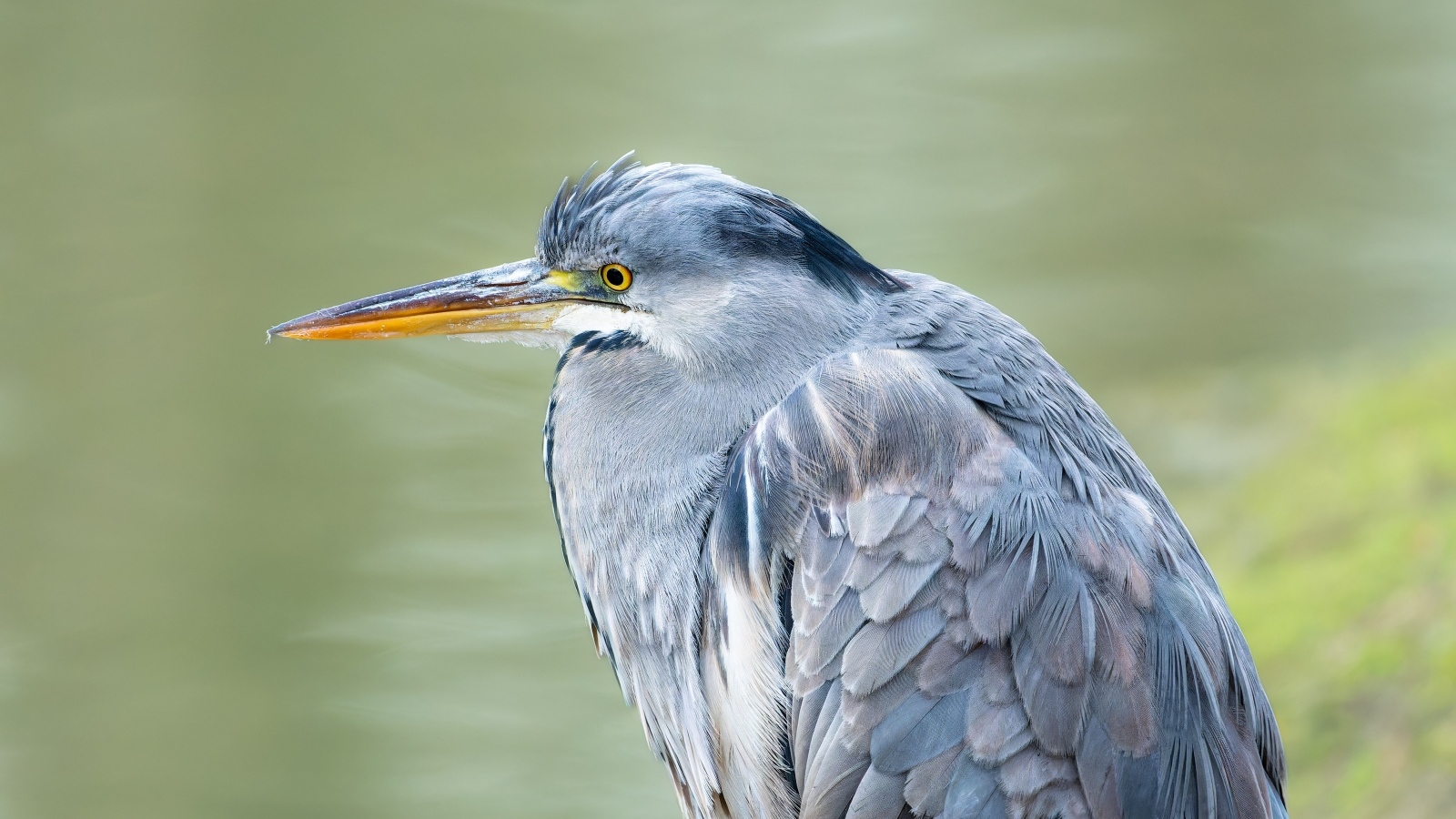 Серая цапля охотится у водоема