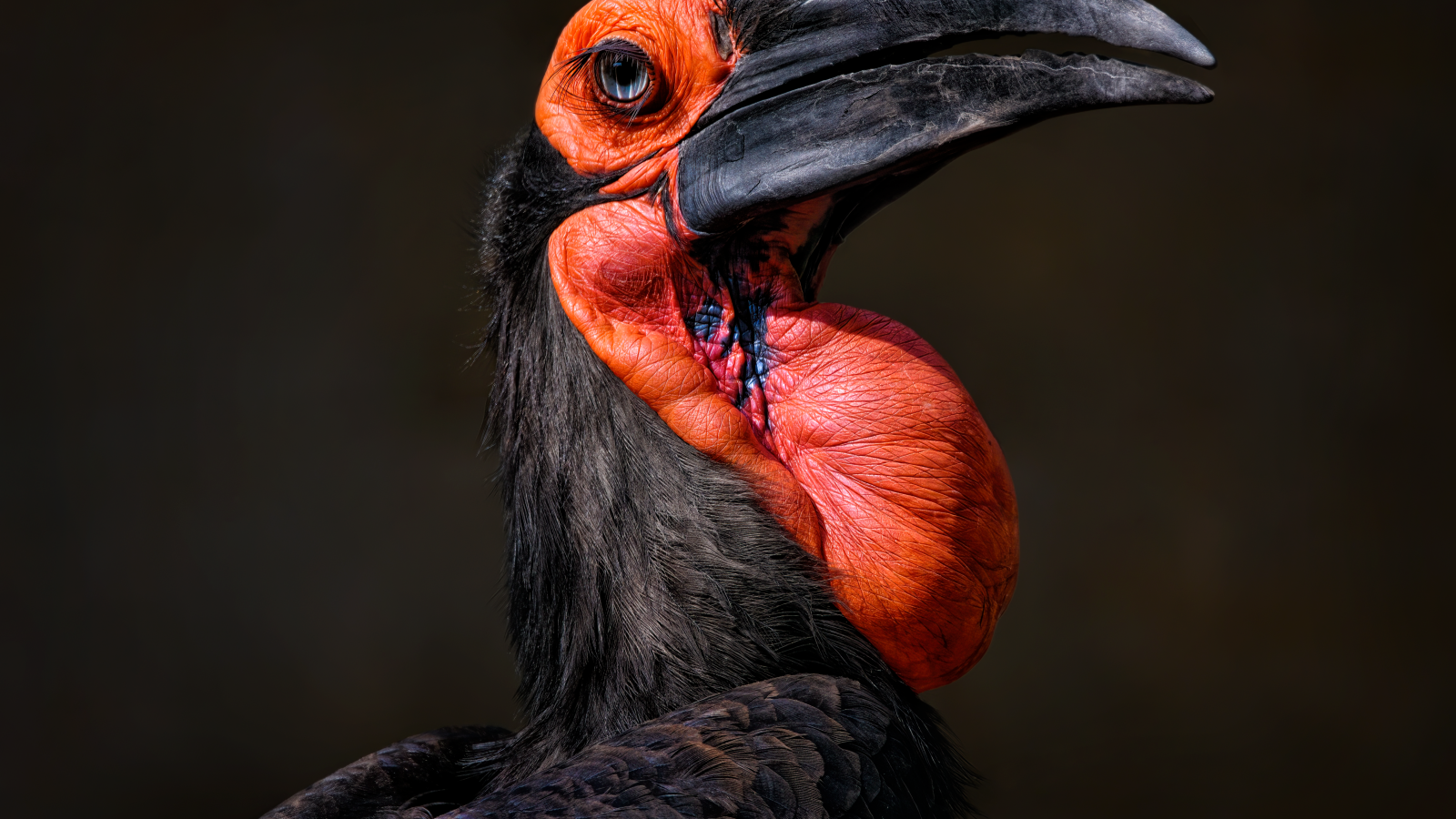 Большая птица калао на черном фоне