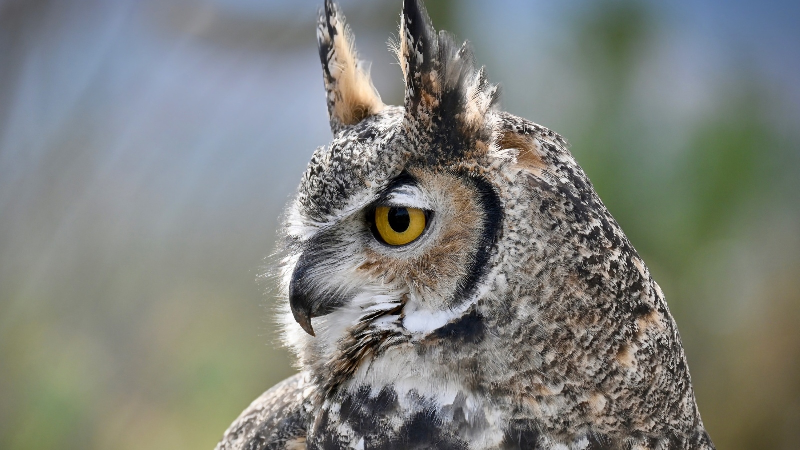 Большая рогатая сова