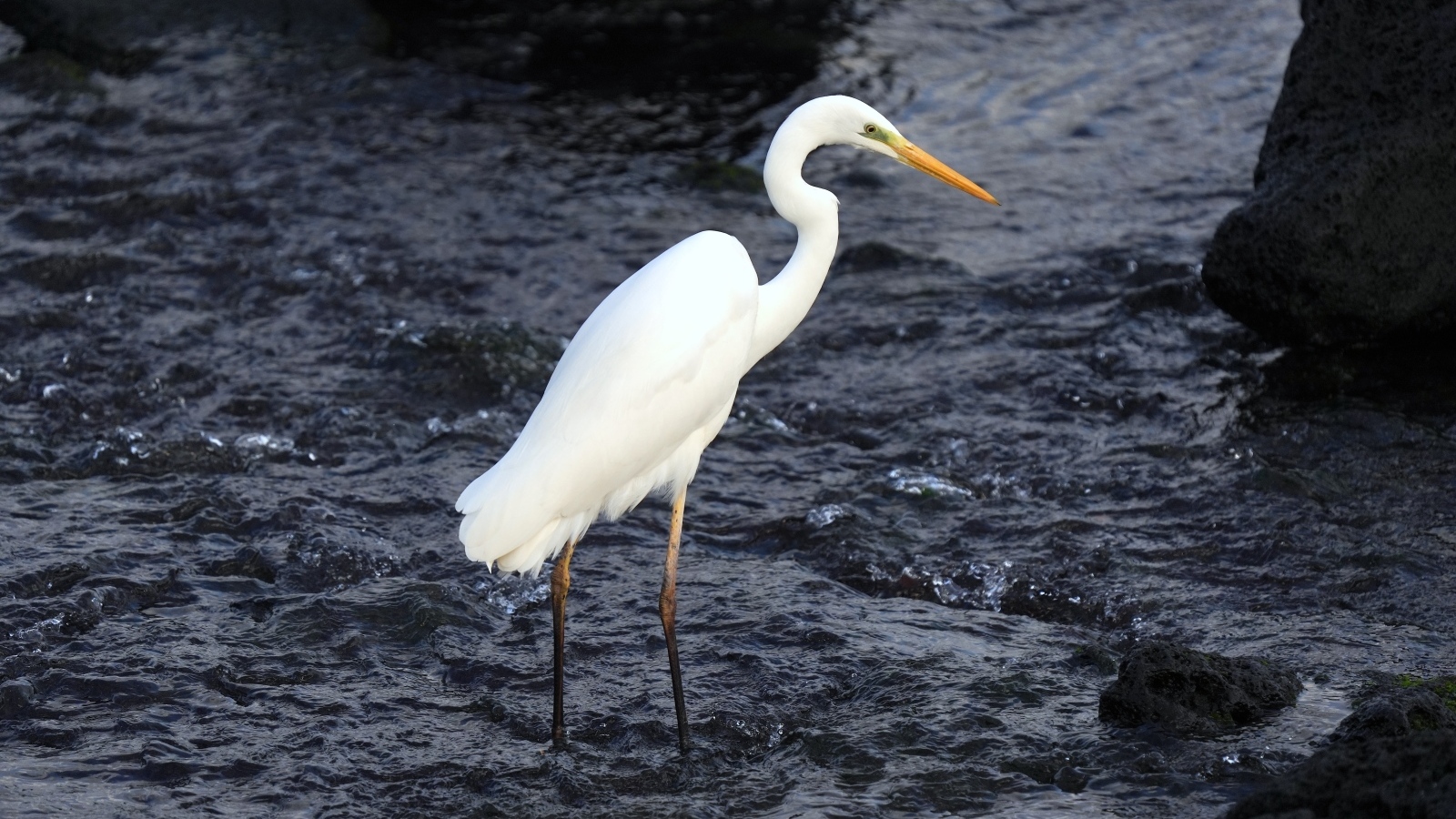 Большая белая цапля стоит в воде