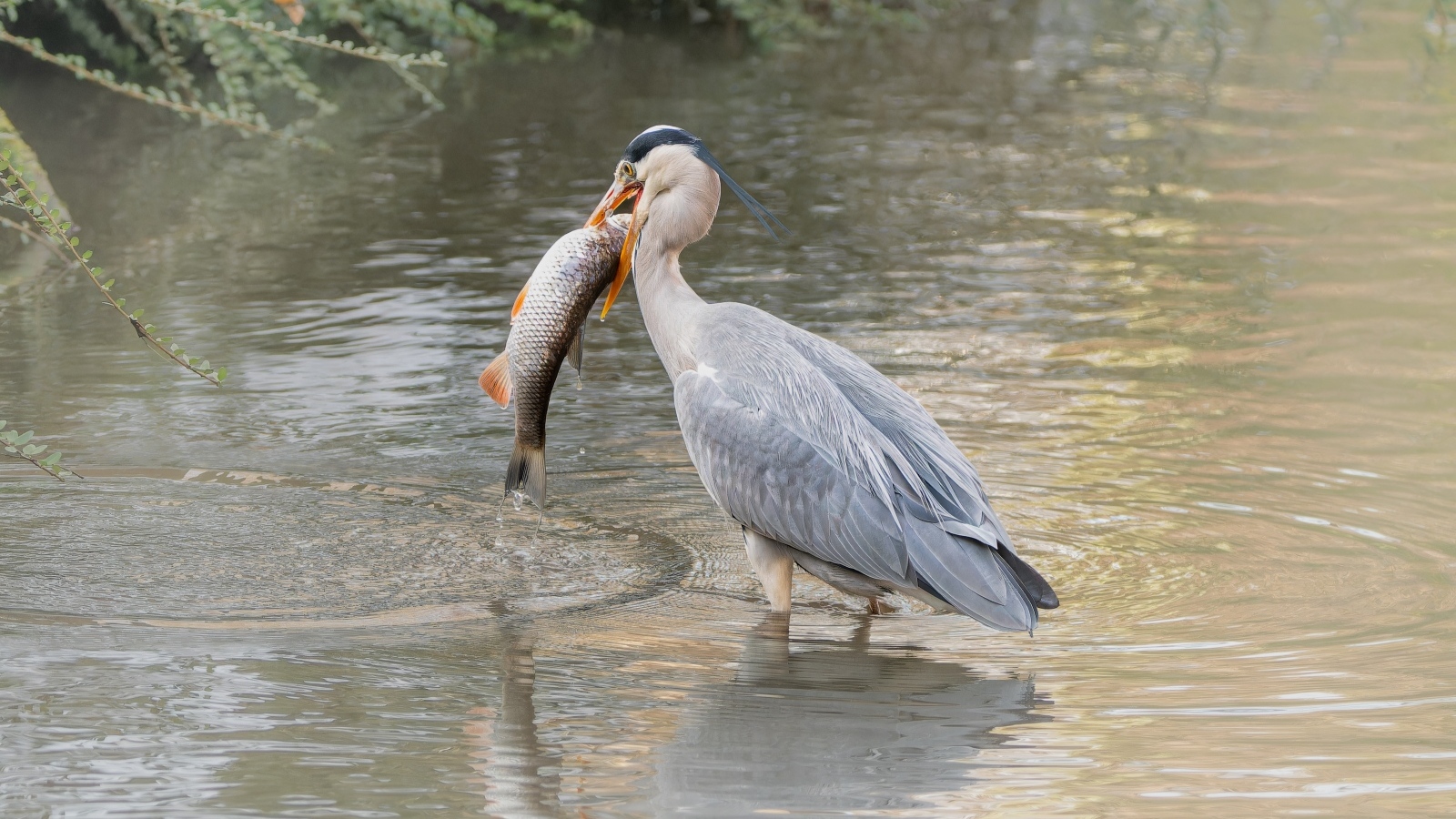Большая серая цапля с рыбой в  клюве