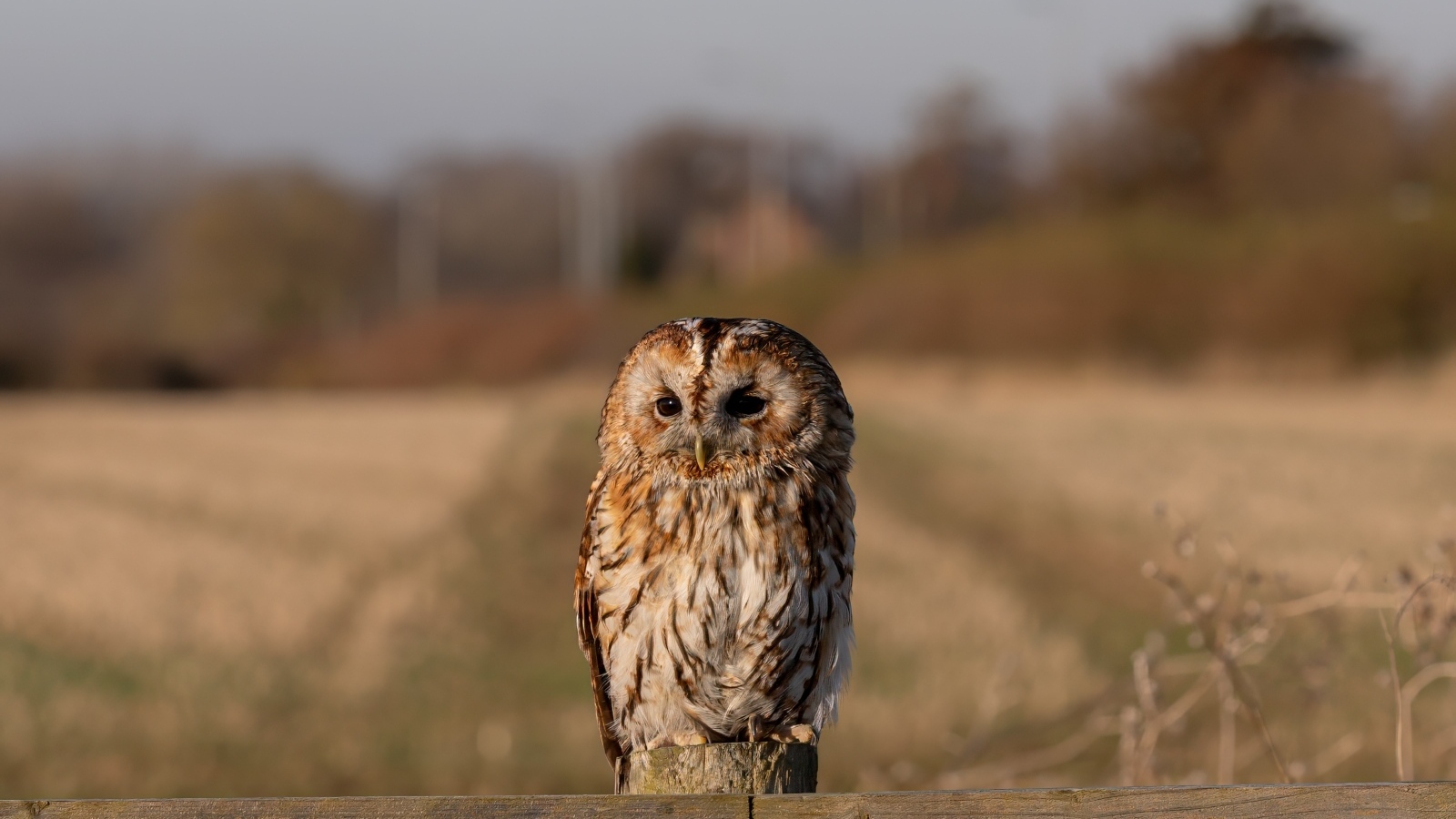 Большая неясыть сидит на заборе