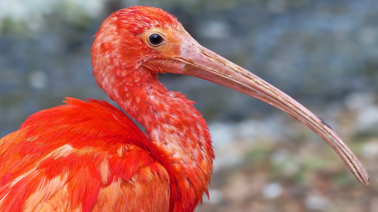 Большой розовый ибис крупным планом