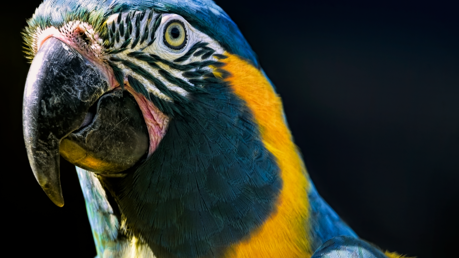 Голова большого синегорлого ары