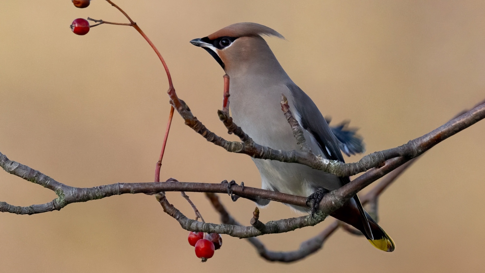 Сойка сидит на ветке с красными ягодами