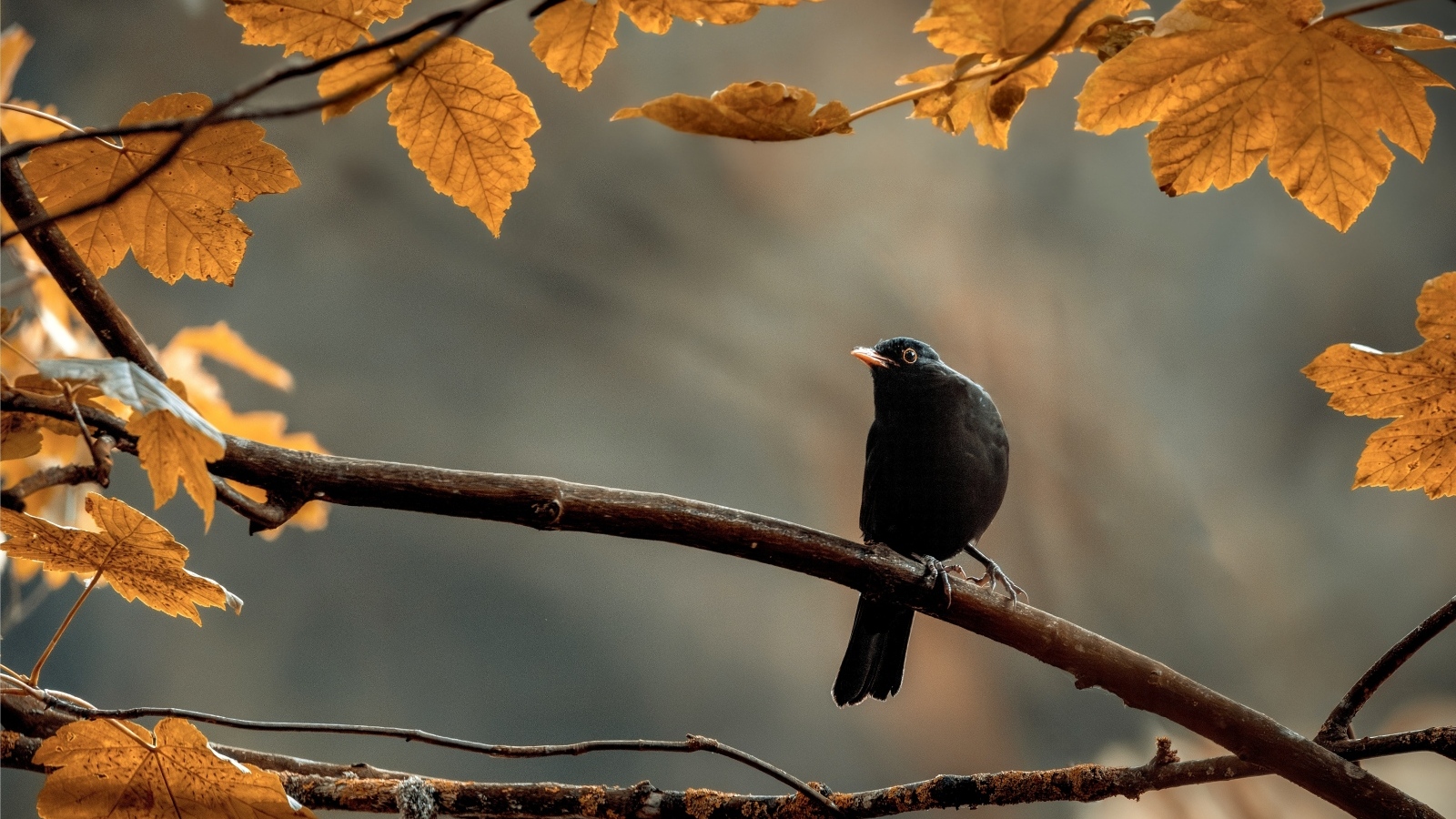 Маленький черный дрозд сидит на ветке дерева