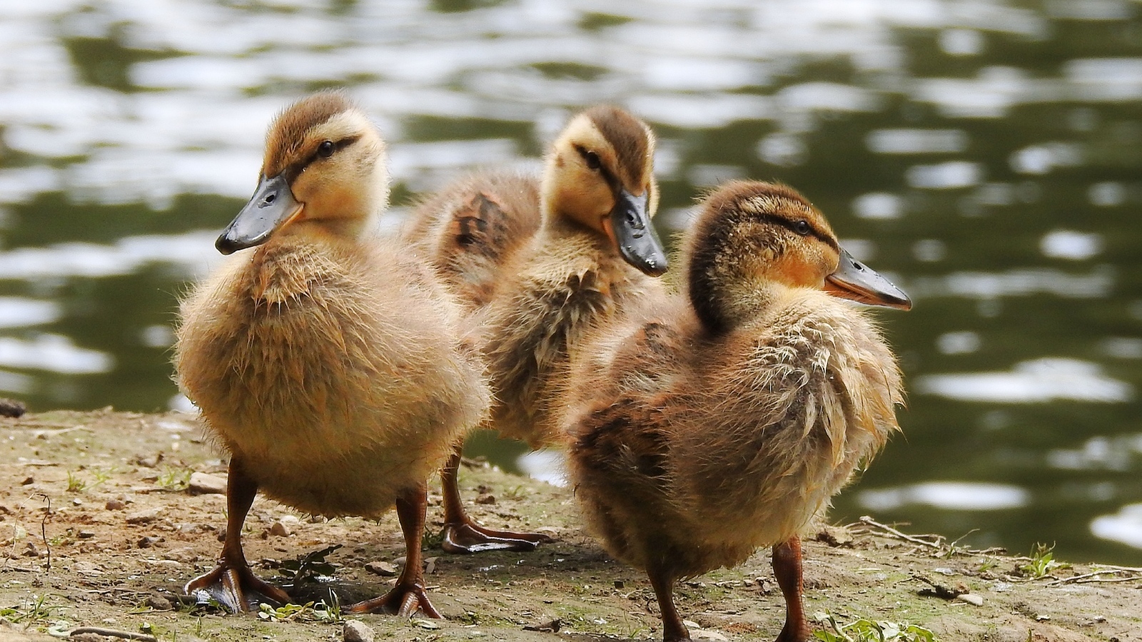 Маленькие утята на берегу у воды