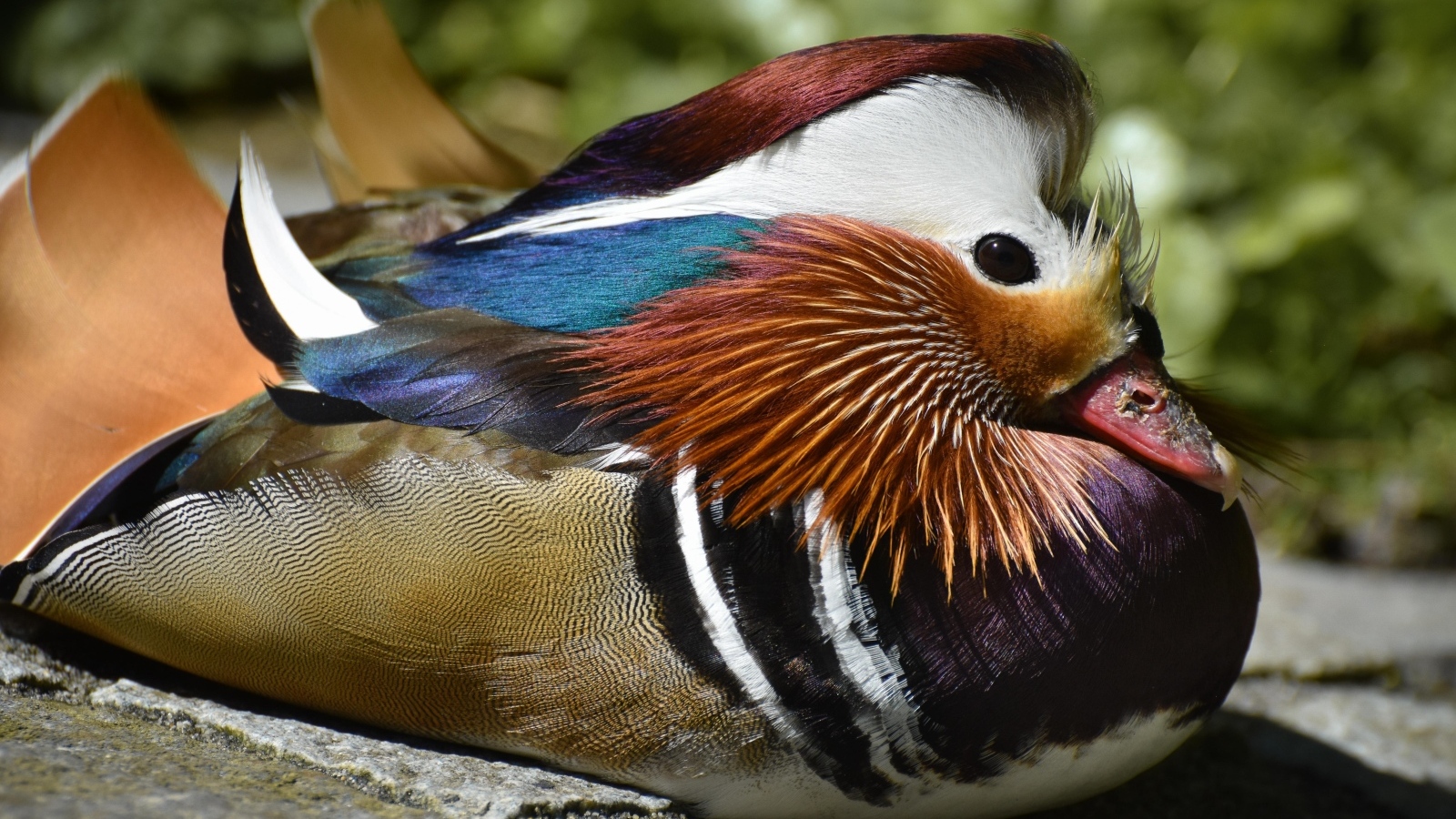 Маленькая утка мандаринка сидит на камне