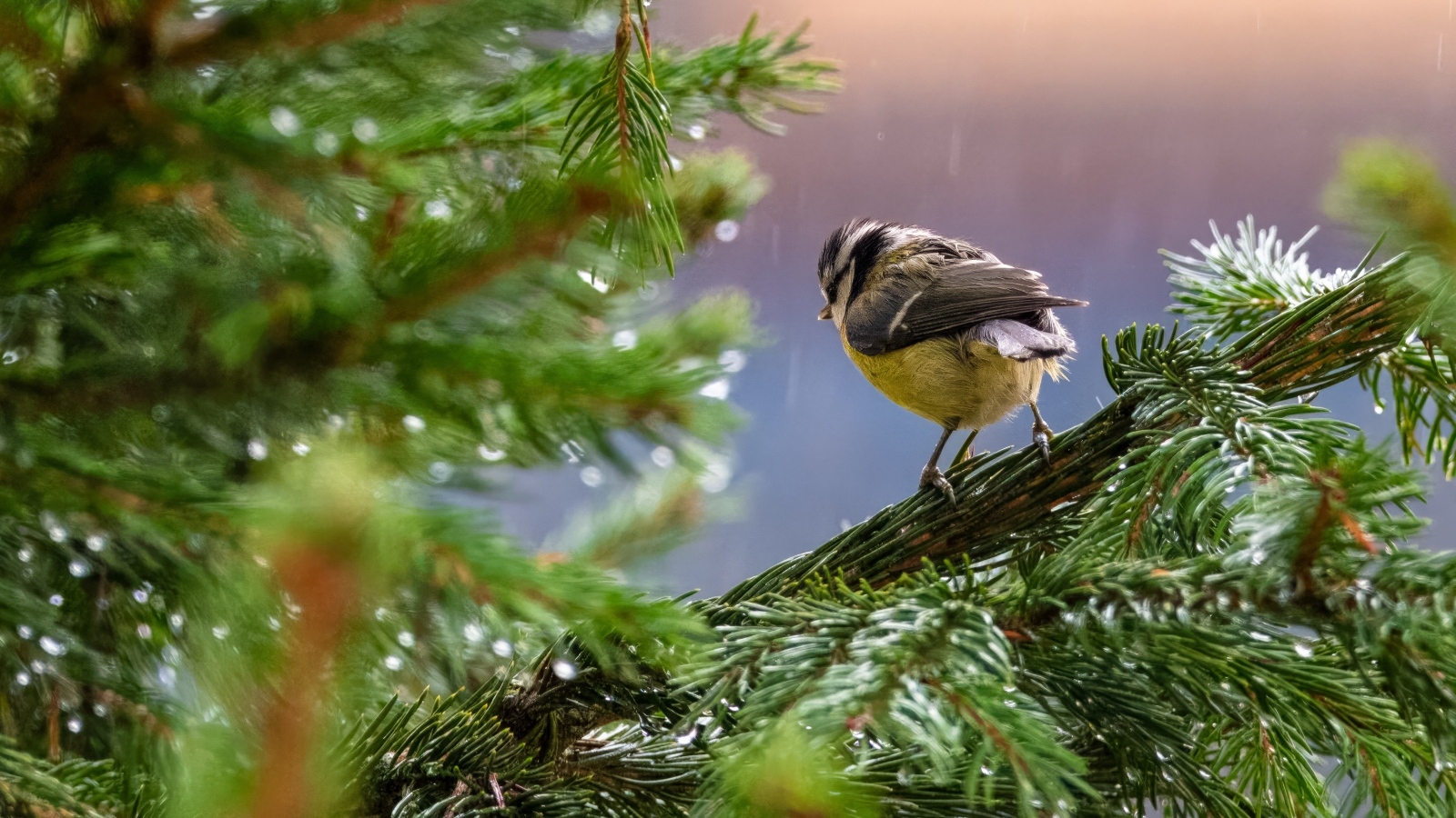 Маленькая синица сидит на еловой ветке под дождем