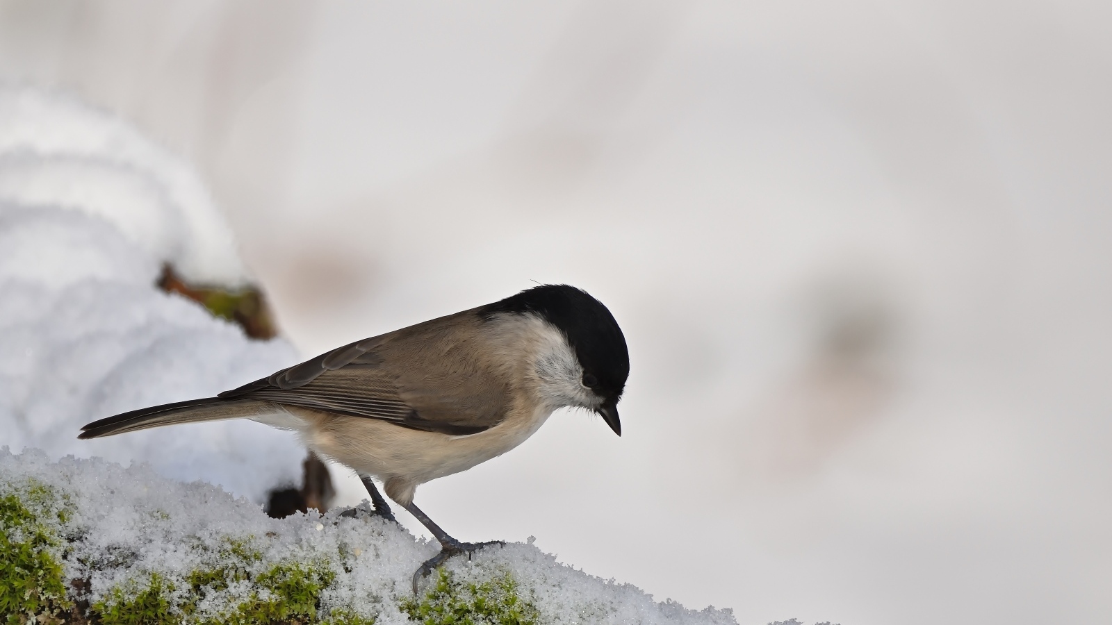 Маленькая синица стоит на белом снегу