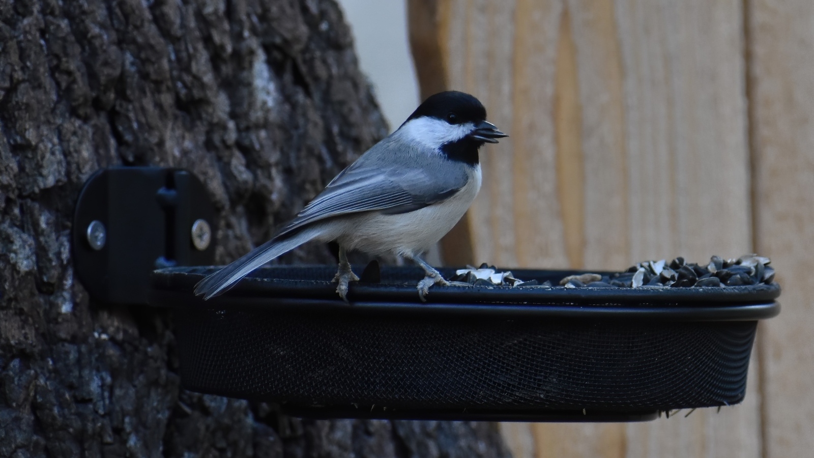 Маленькая синичка в кормушке с семечками