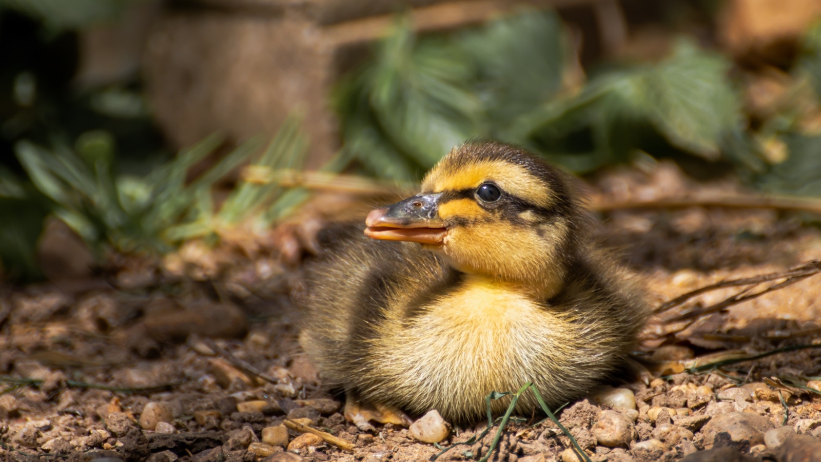 Маленький дикий утенок прячется в тени 