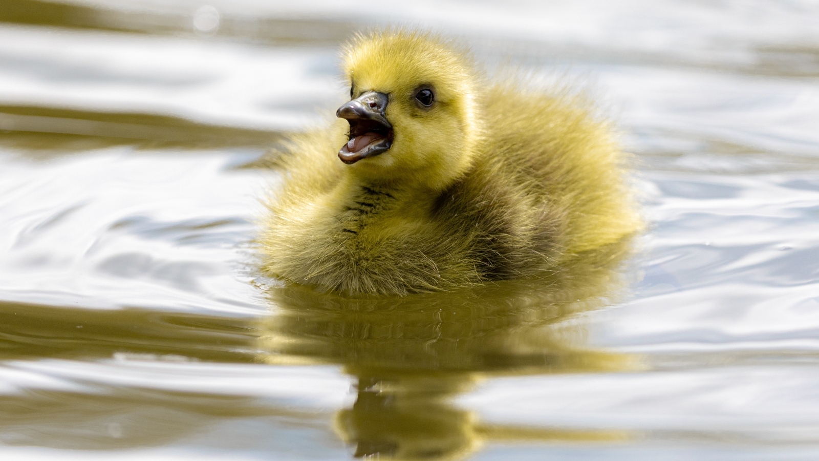 Маленький желтый утенок плавает в воде
