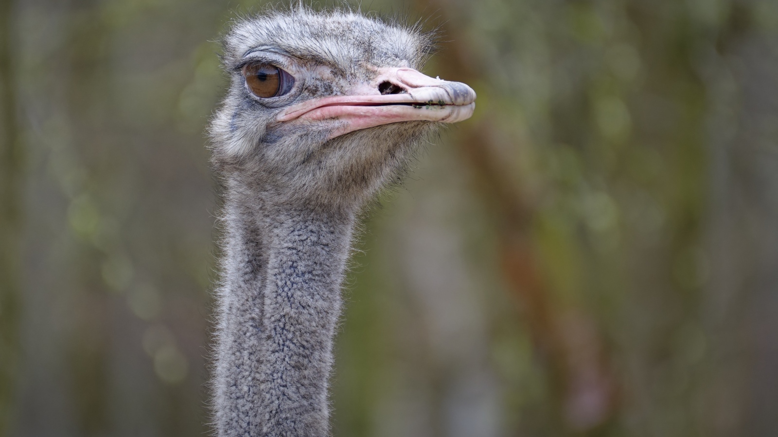 Голова страуса с розовым клювом
