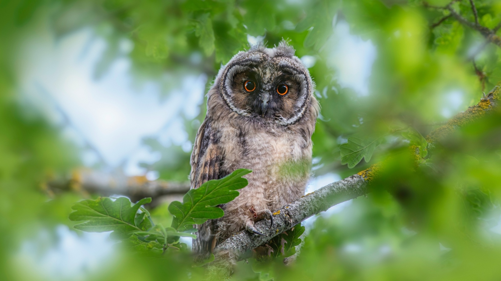 Сова сидит в ветках дуба