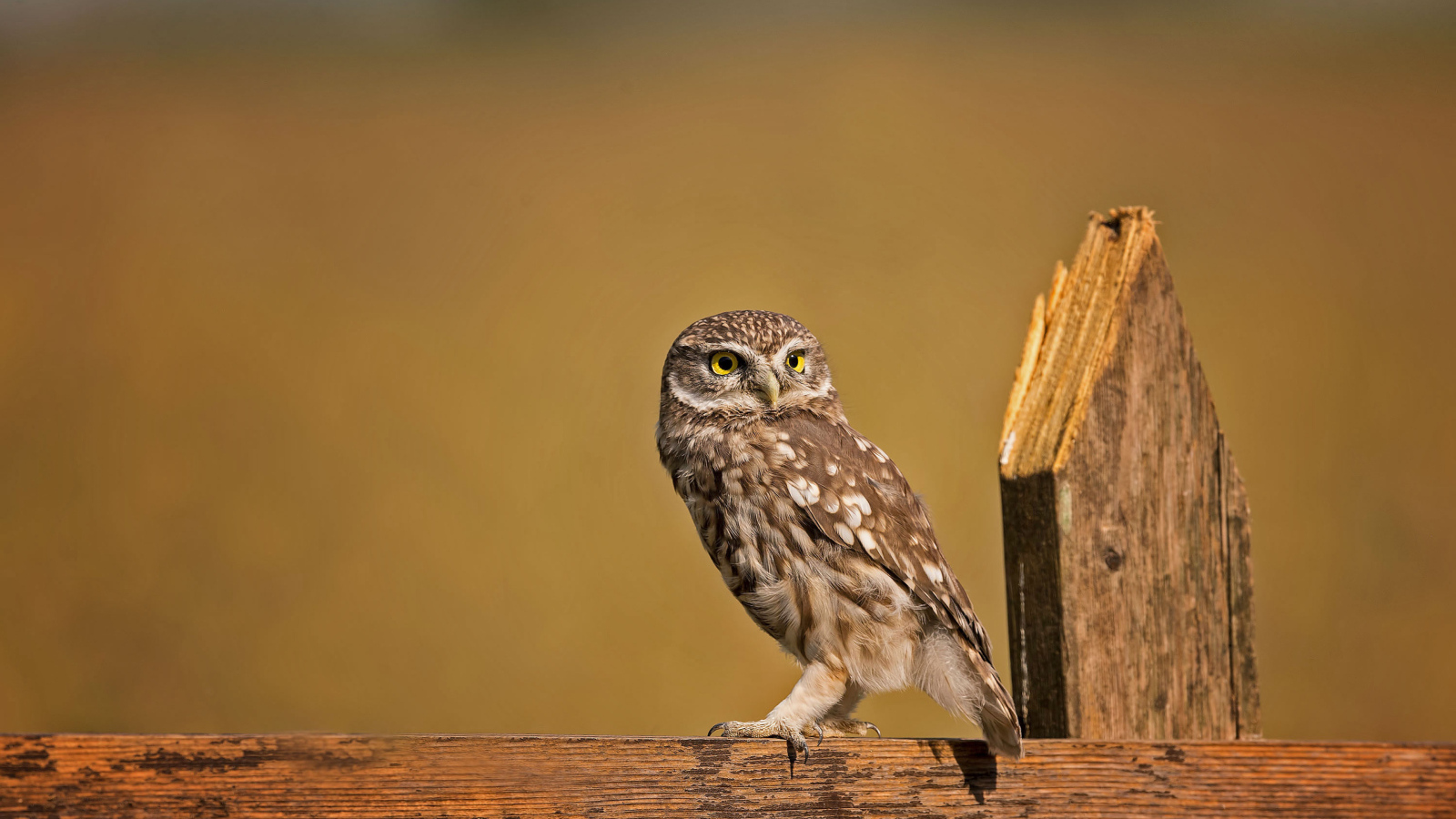 Сова сидит на деревянном заборе