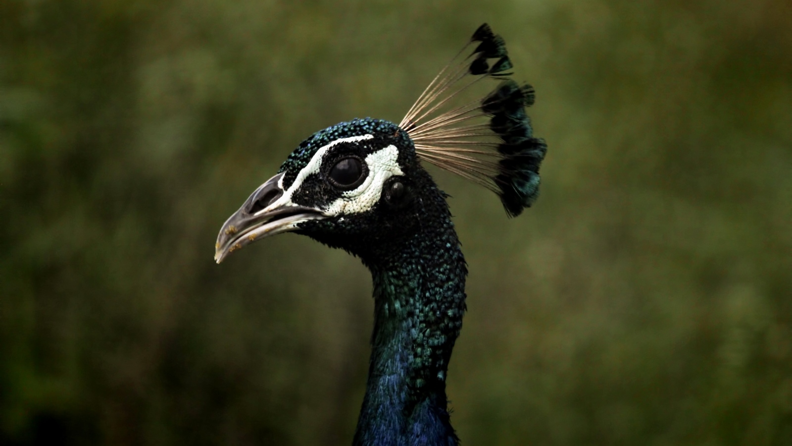 Голова павлина с длинной шеей крупным планом