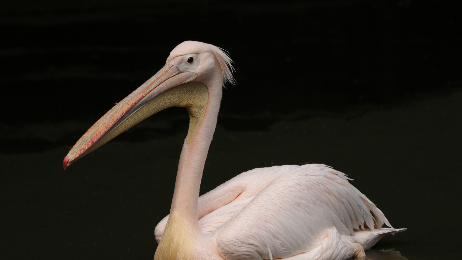 Розовый пеликан на черном фоне