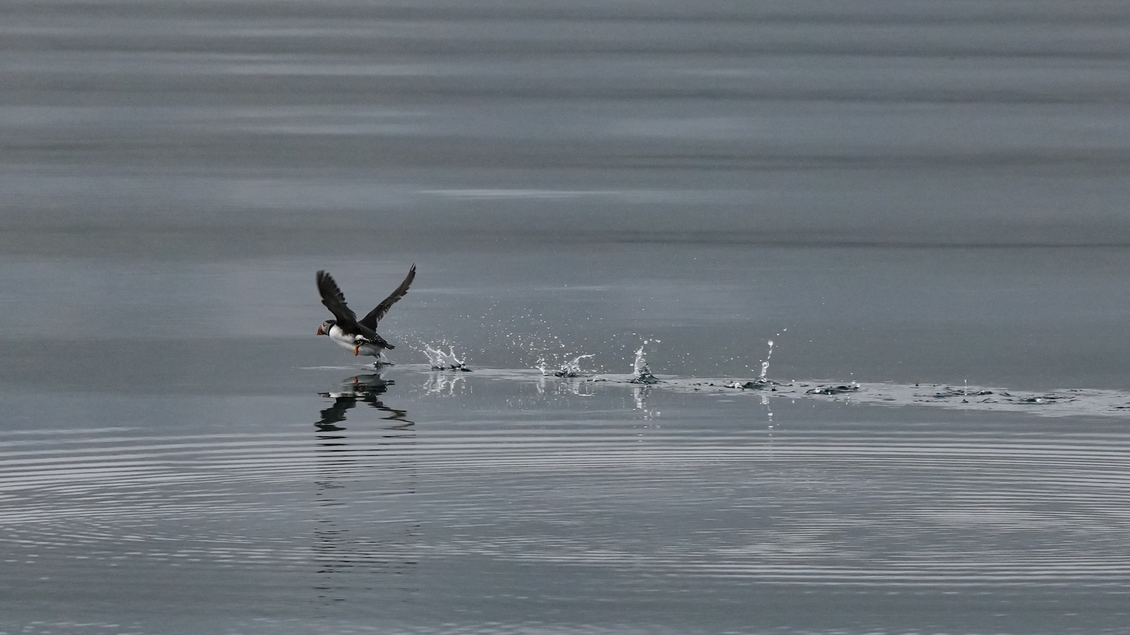 Птица тупик взлетает по воде