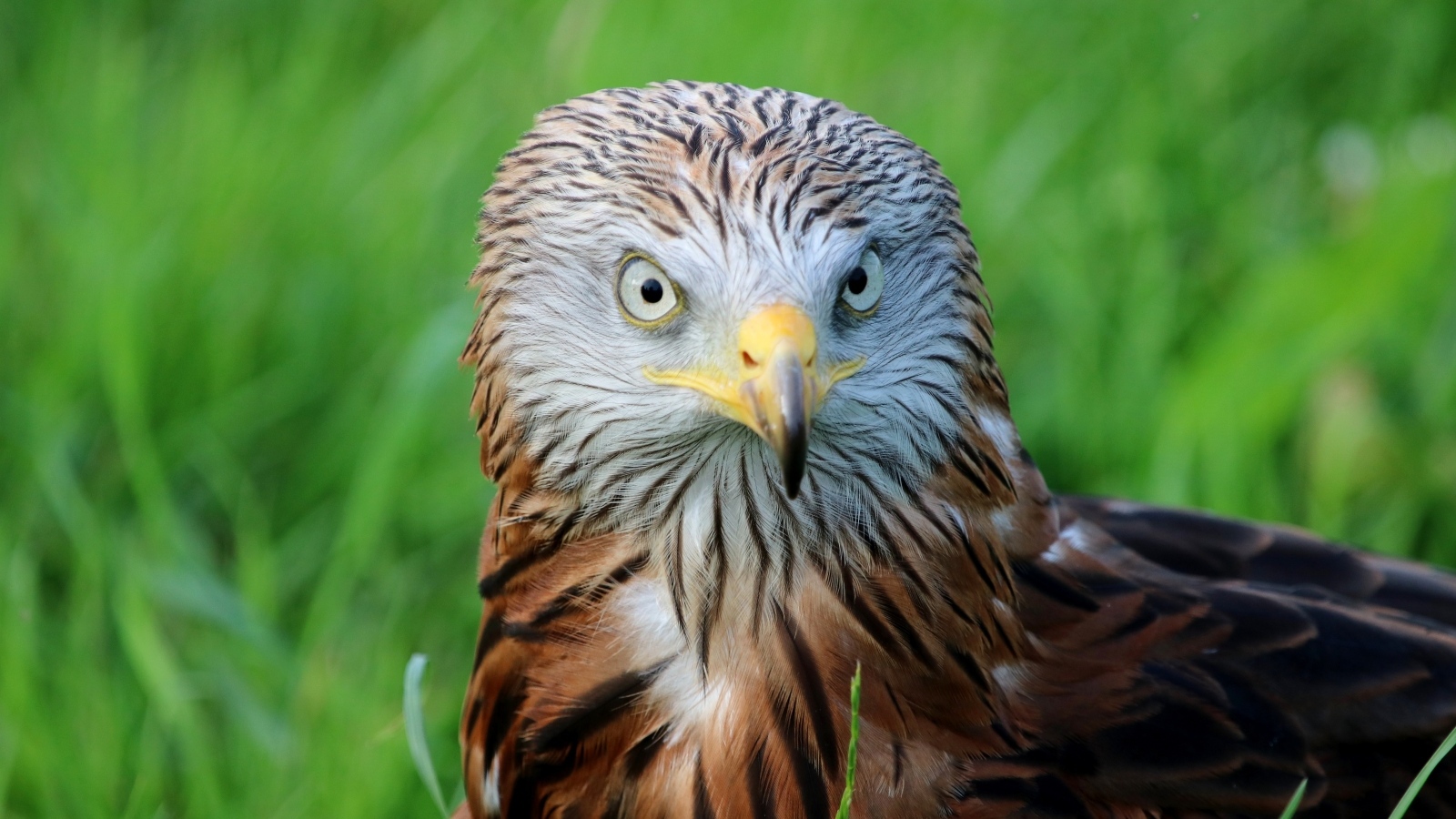 Красный коршун с острым клювом