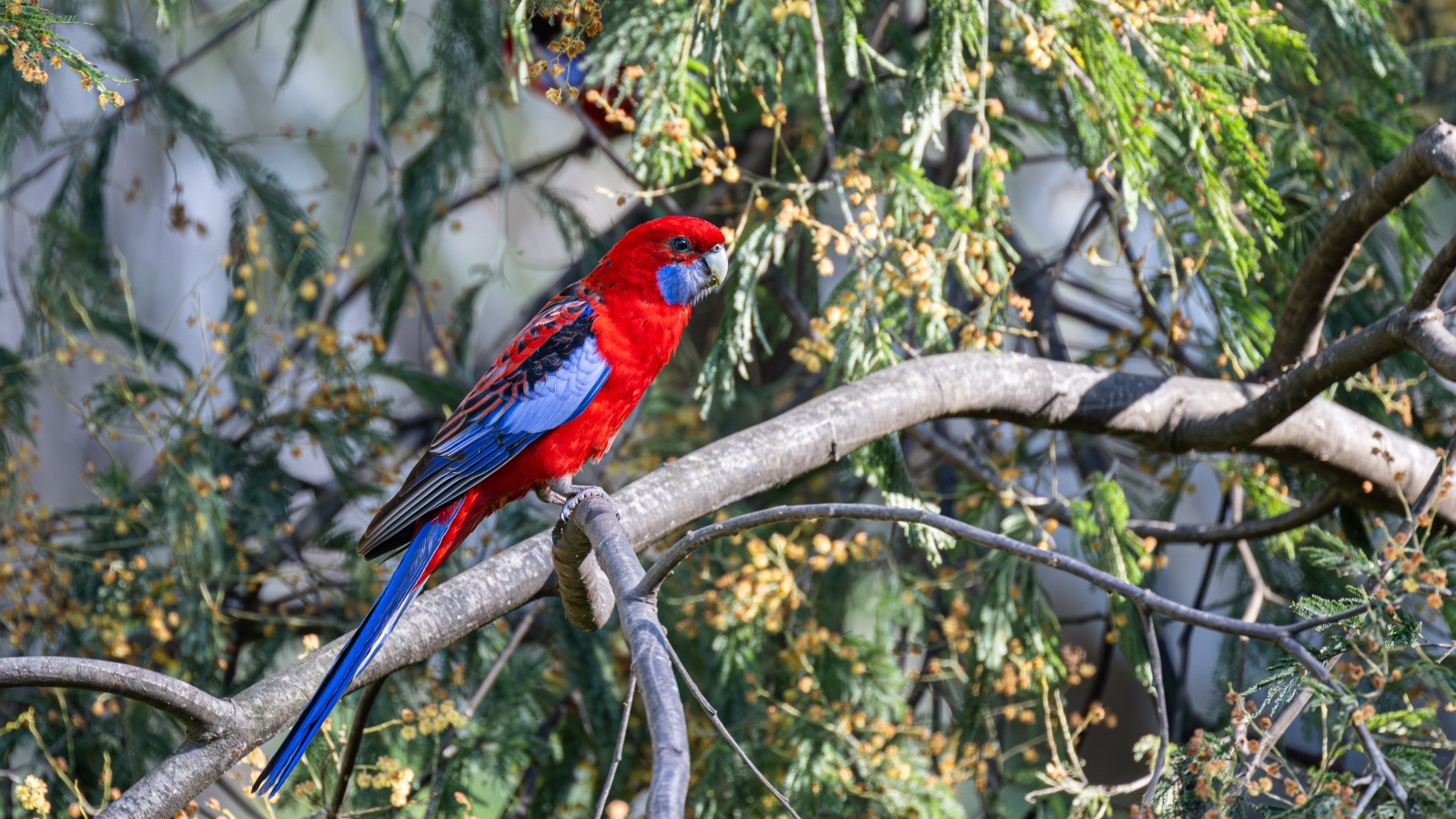 Попугай красная розелла сидит на ветке