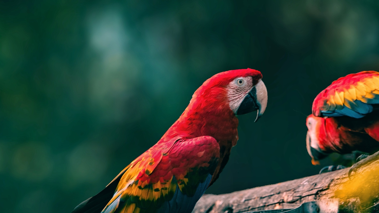 Попугаи алый ара на деревянной ветке