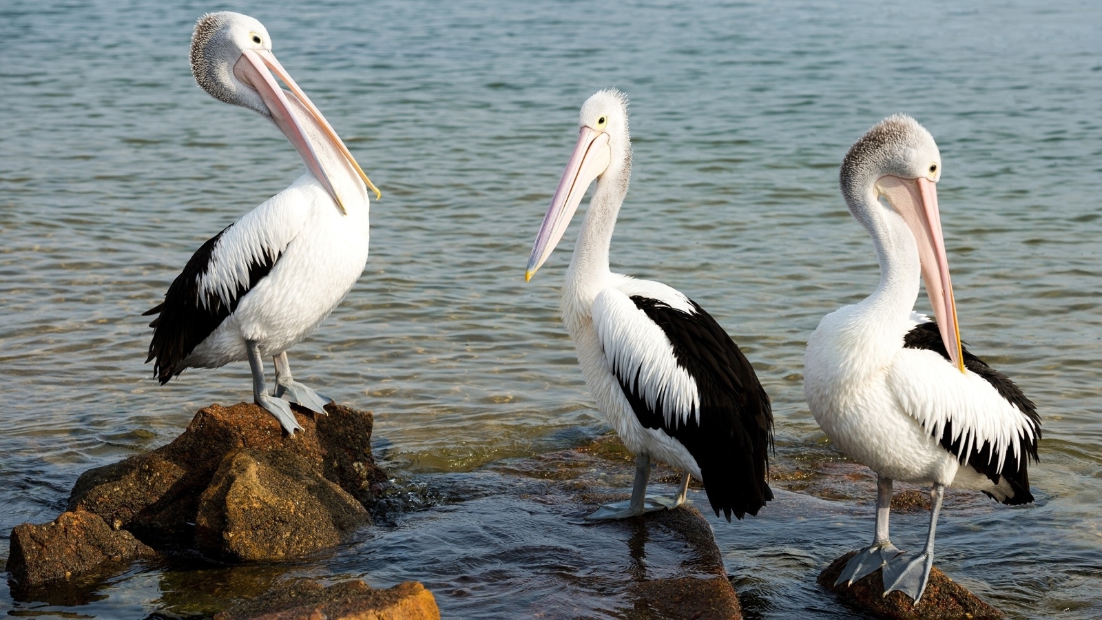 Три пеликана стоят на камнях у воды