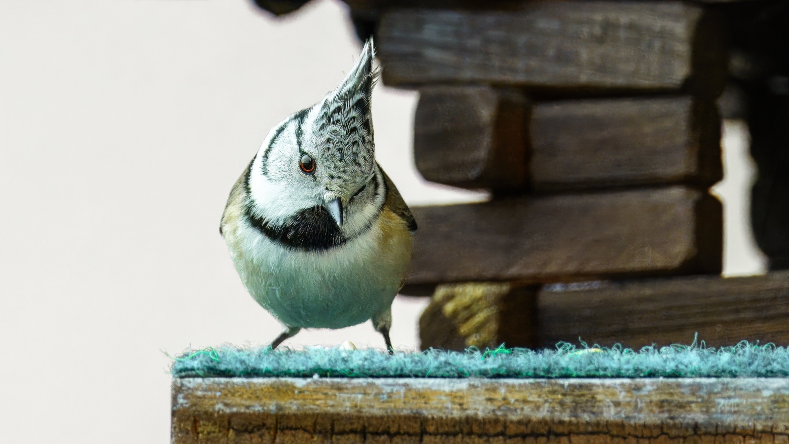 Хохлатая синица сидит у кормушки