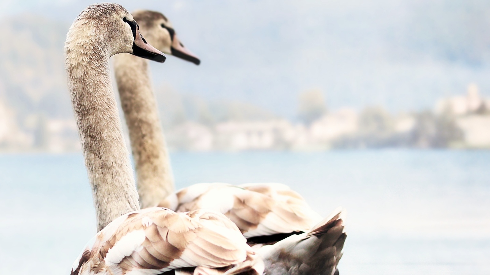 Два красивых лебедя плывут по воде