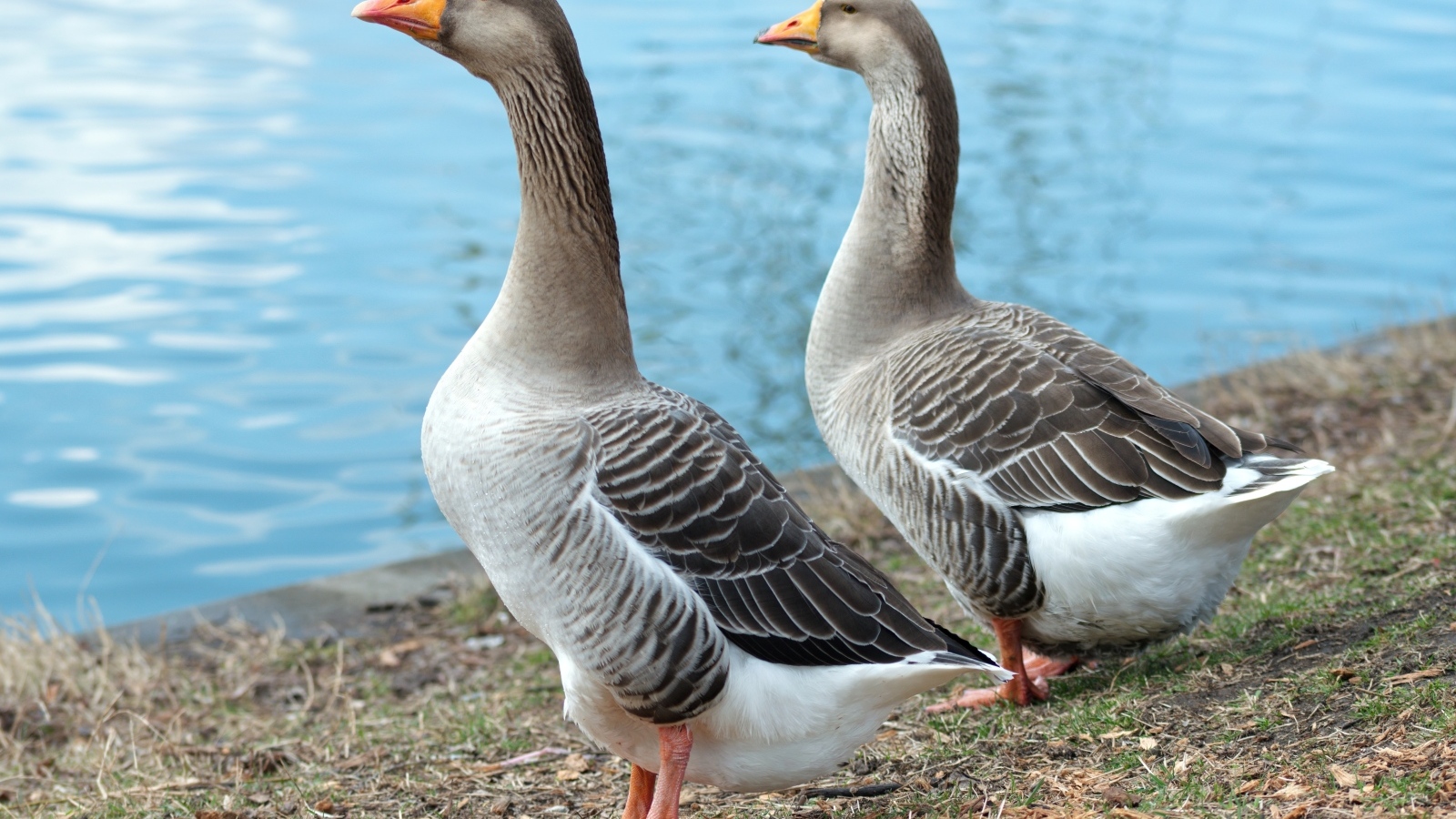Два больших серых гуся у воды