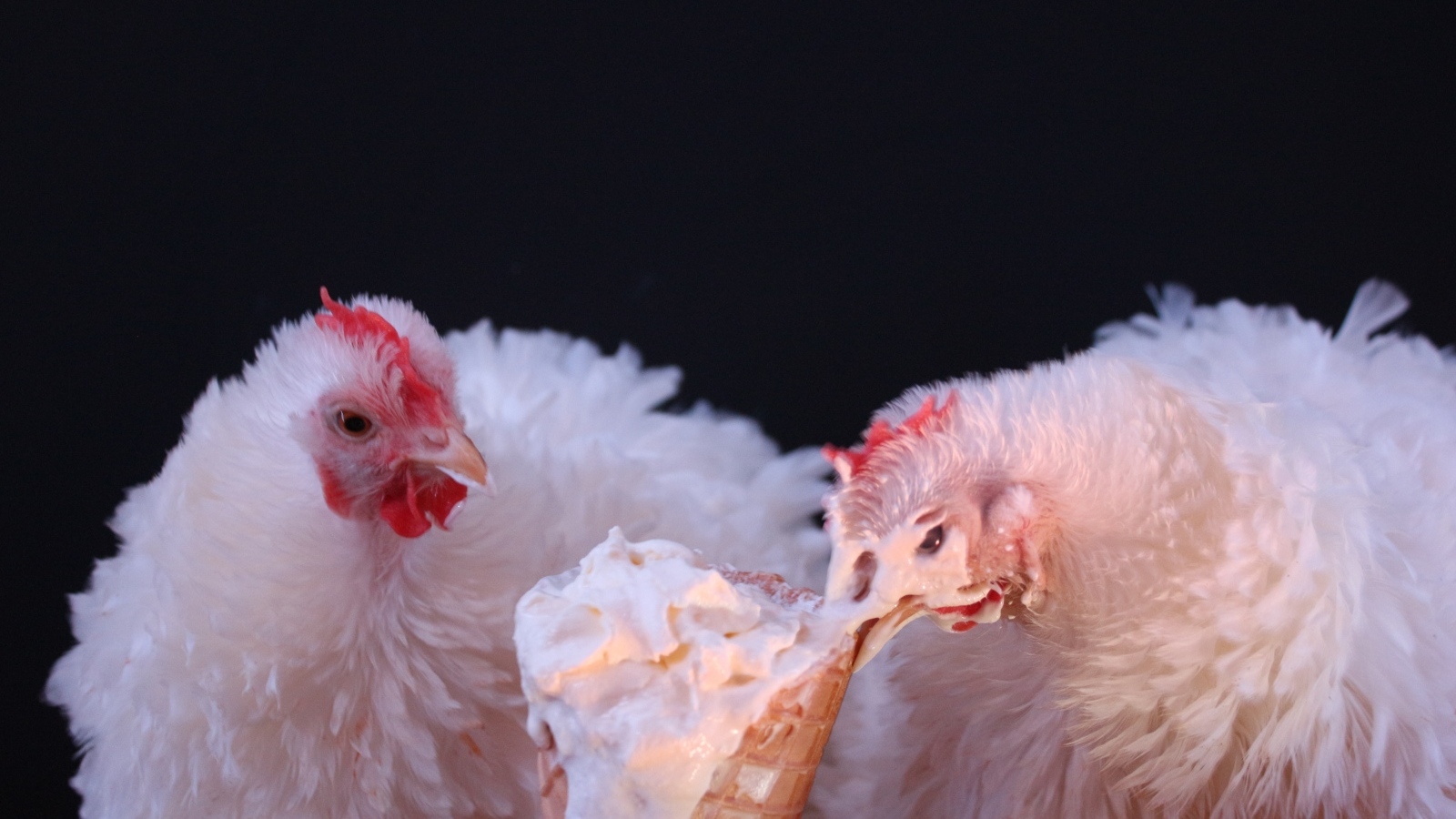 Белые домашние куры клюют мороженое на черном фоне
