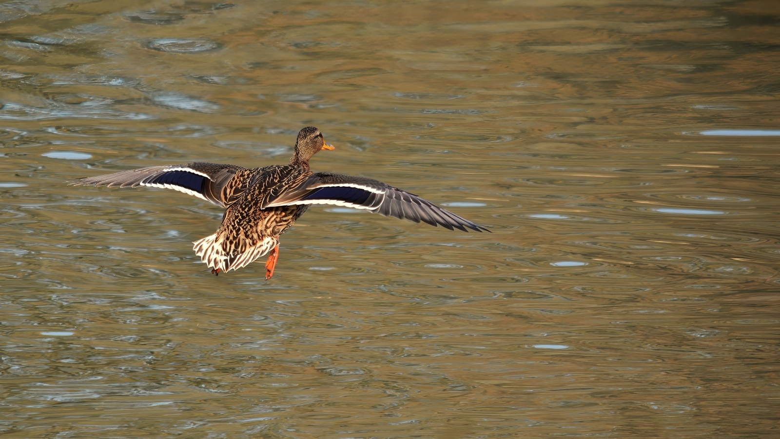 Дикая утка летит над водой