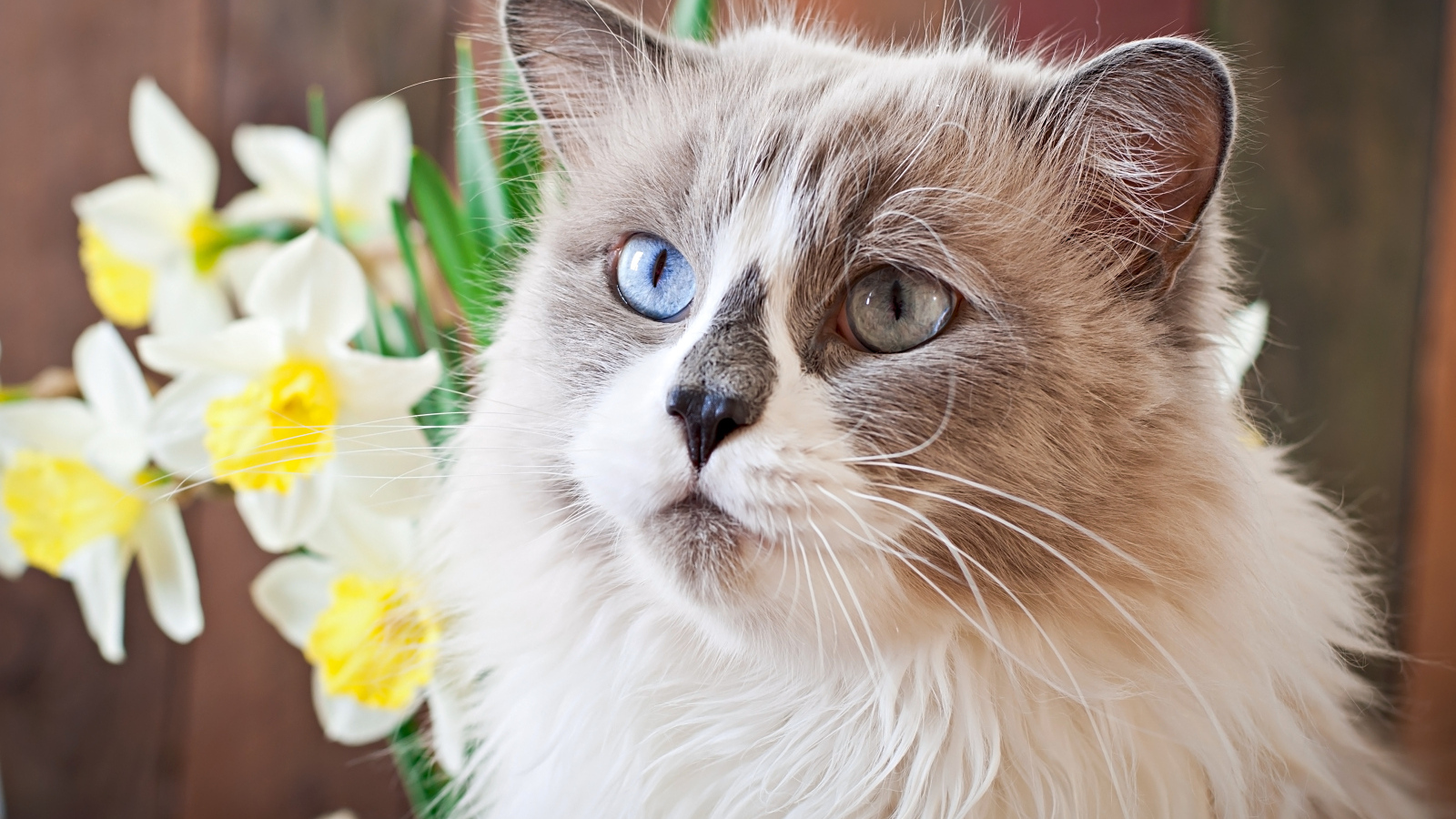 Красивый кот с разными глазами с цветами нарцисса 