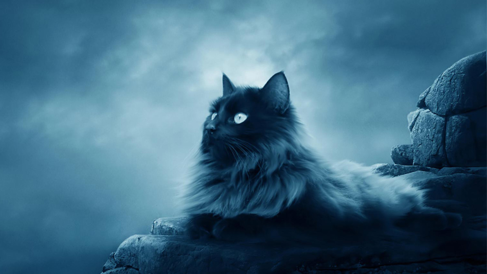 Большой черный кот лежит на камнях 