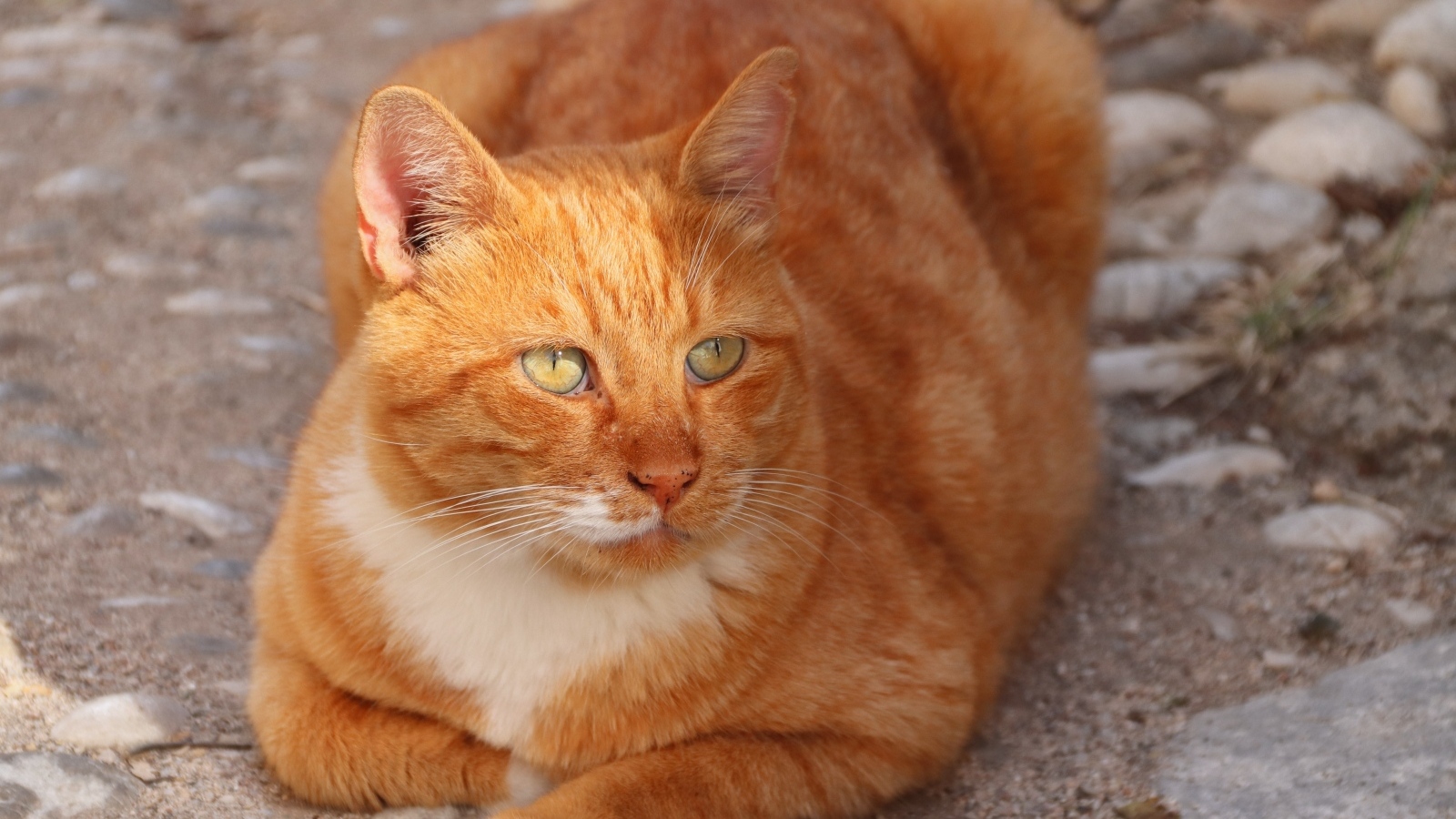 Большой зеленоглазый рыжий кот 