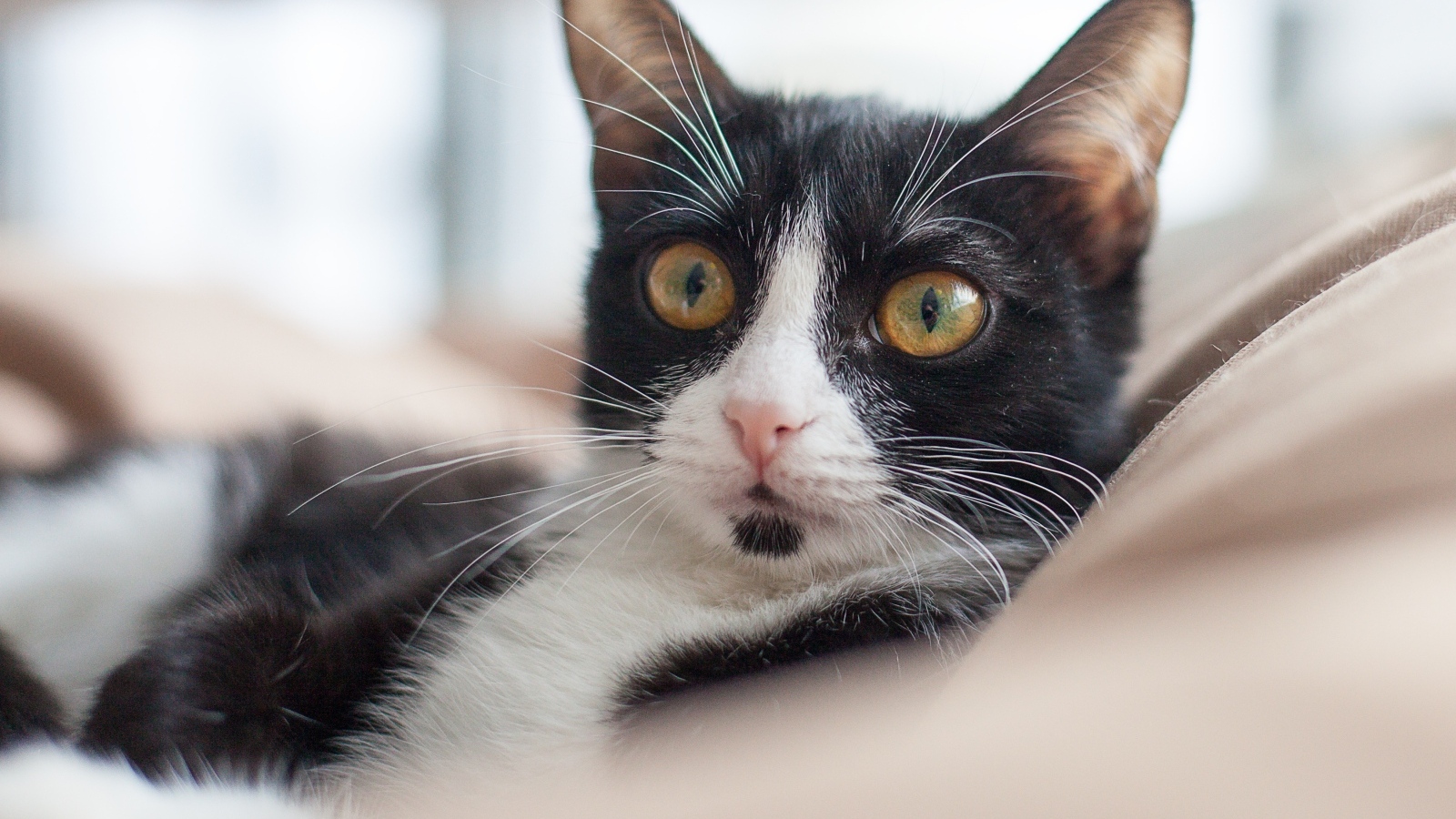 Черно-белый кот лежит на диване